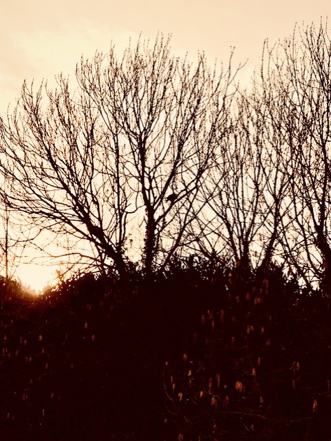 A New Day - Poem - Image of trees