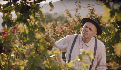 From the Vine Still  a man looks at a vineyard