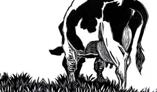 Image A black and white drawing of a cow eating grass