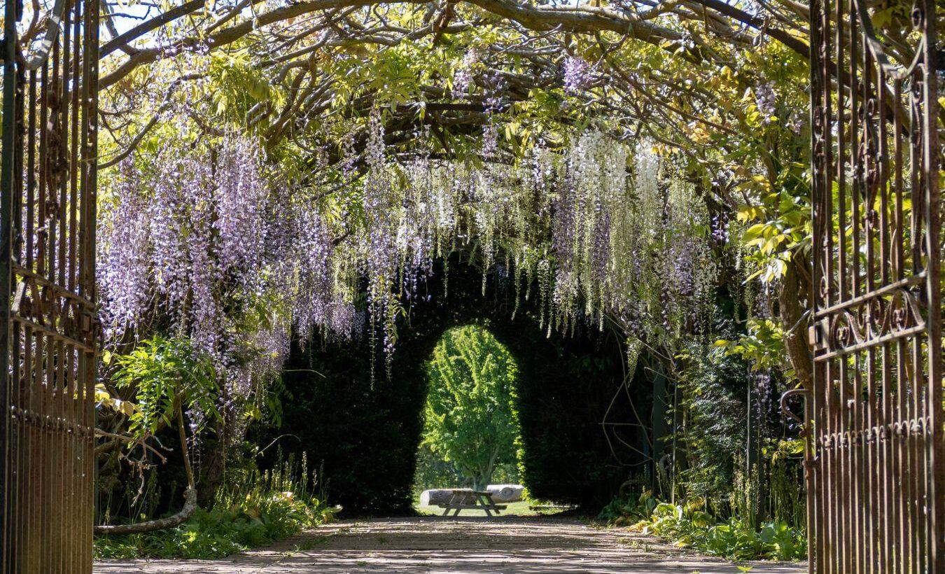 Wisteria growing from an arch