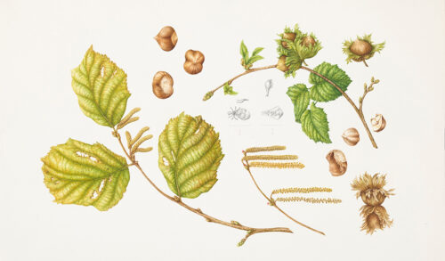 A colourful sketch of various leaves acorns and sticks
