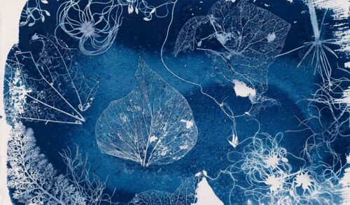 A pressing of flowers and leaves on blue ink